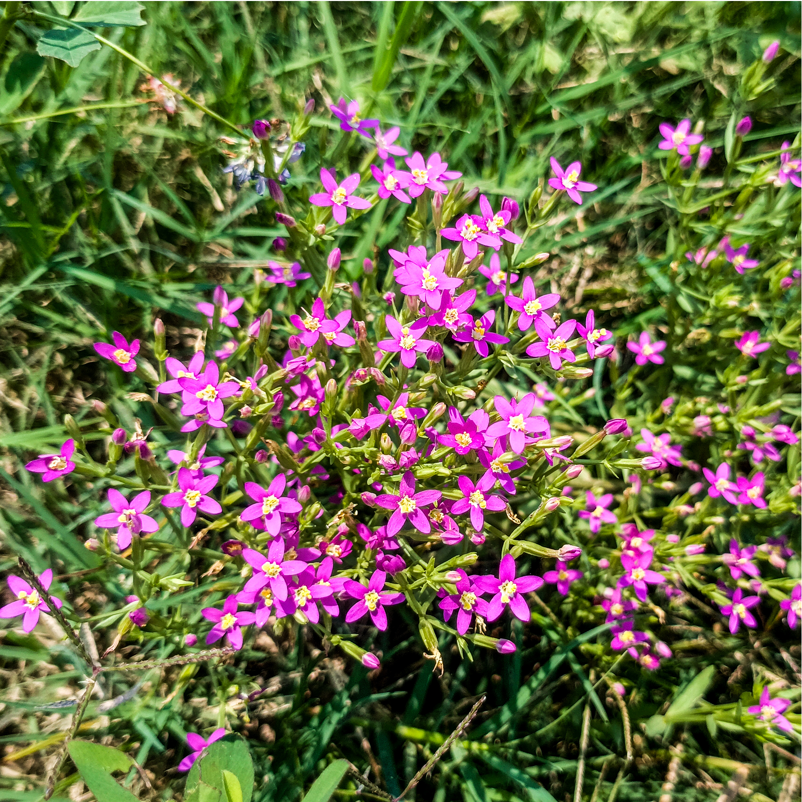 Tausendgüldenkraut geschnitten Bio (500g)