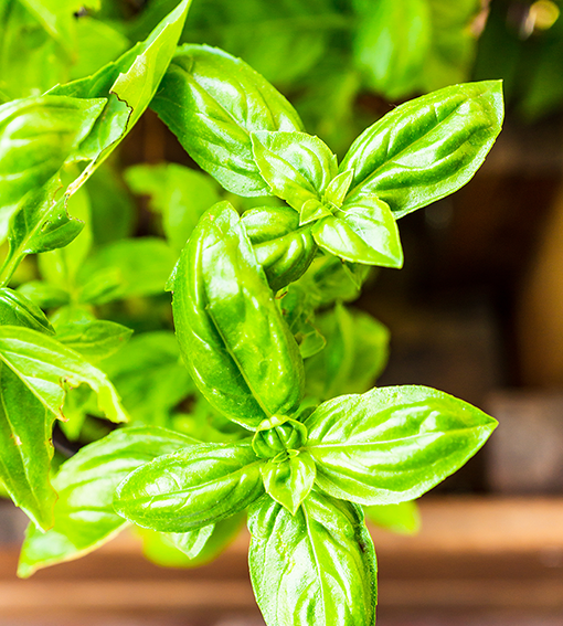 Basilikum geschnitten (250g)