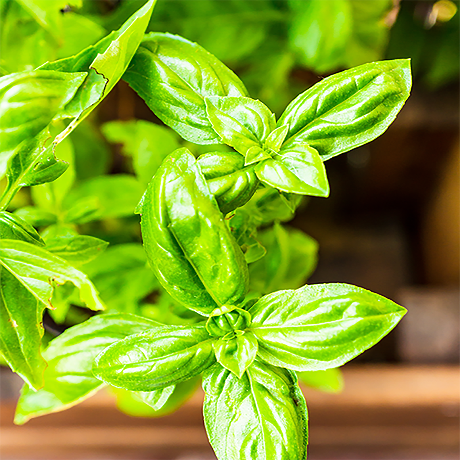 Basilikum geschnitten Bio (500g)